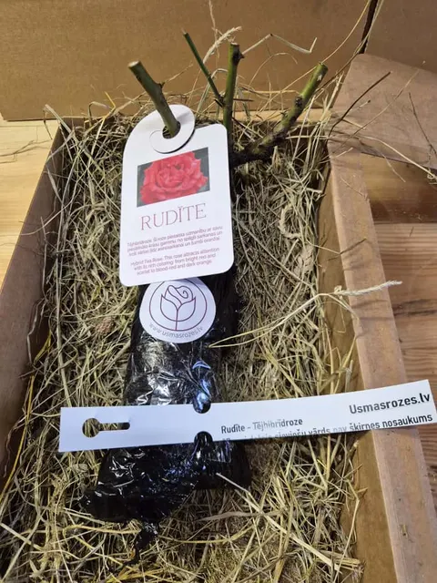 Rudīte